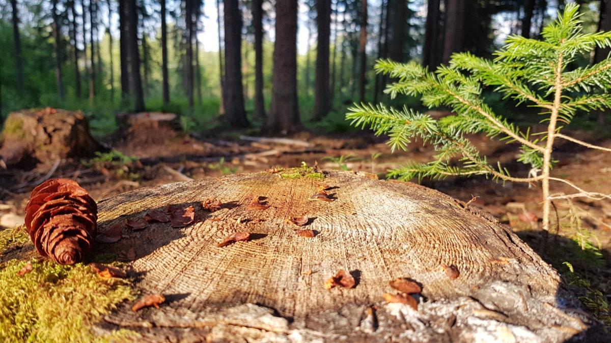 metsä