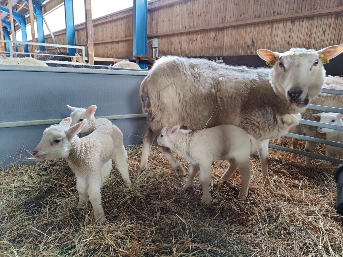 Lammas ja karitsat