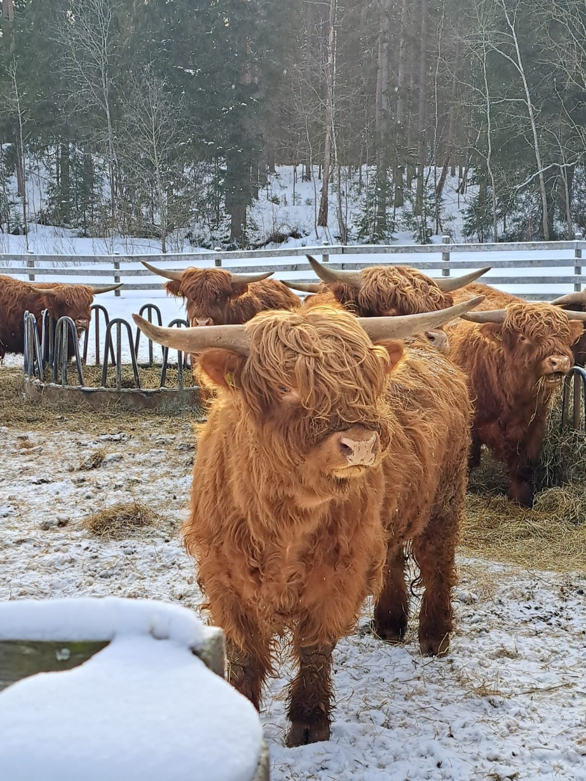 Ylämaankarja
