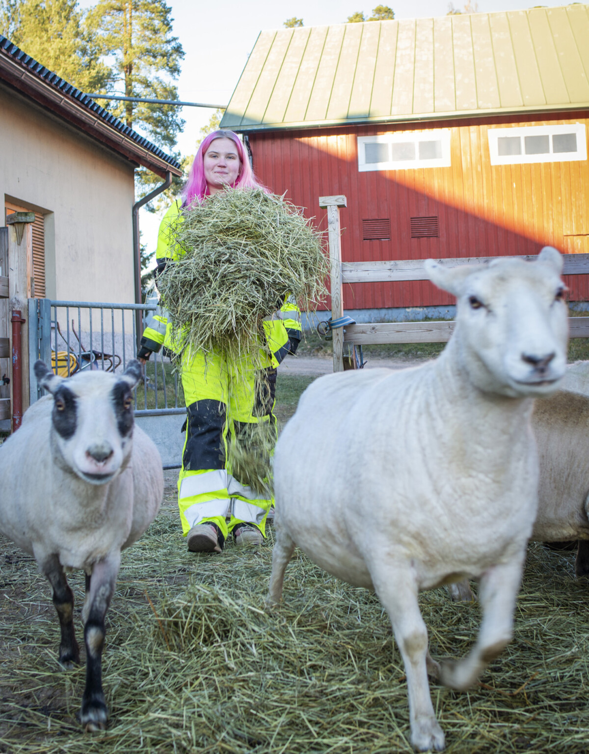 POKE Saarijärvi maatalousala